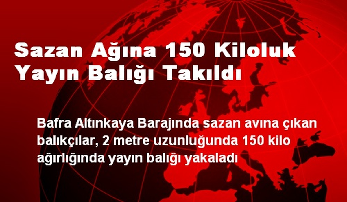 Sazan Ağına 150 Kiloluk Yayın Balığı Takıldı