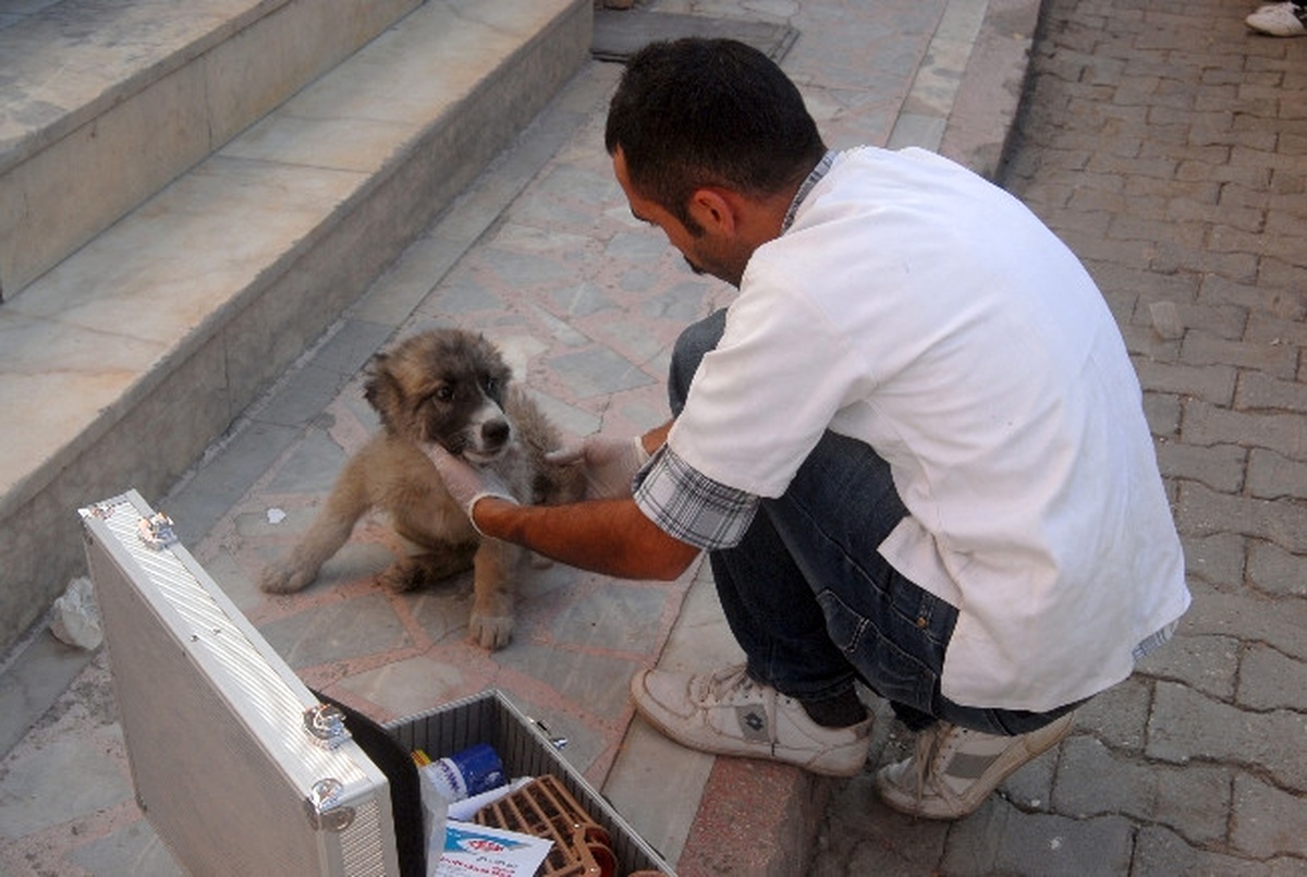 Yaralı Yavru Köpeğe Vatandaşlar Sahip Çıktı