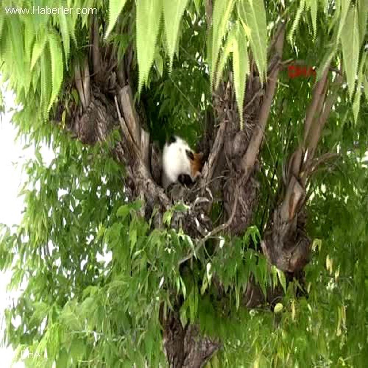 Aç Kedi Taksicilere Sığındı