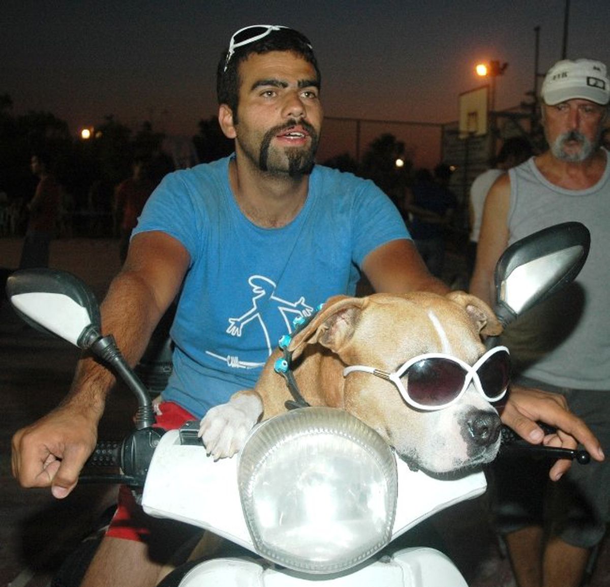 Cins Köpekler Bodrum\'da Boy Gösterdi
