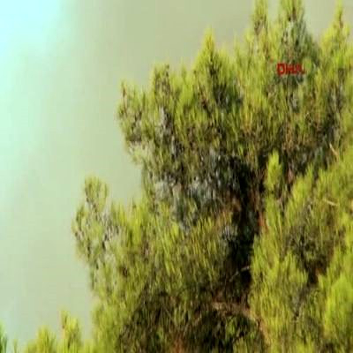 Mersin\'de Çıkan Yangın Kontrol Altına Alındı