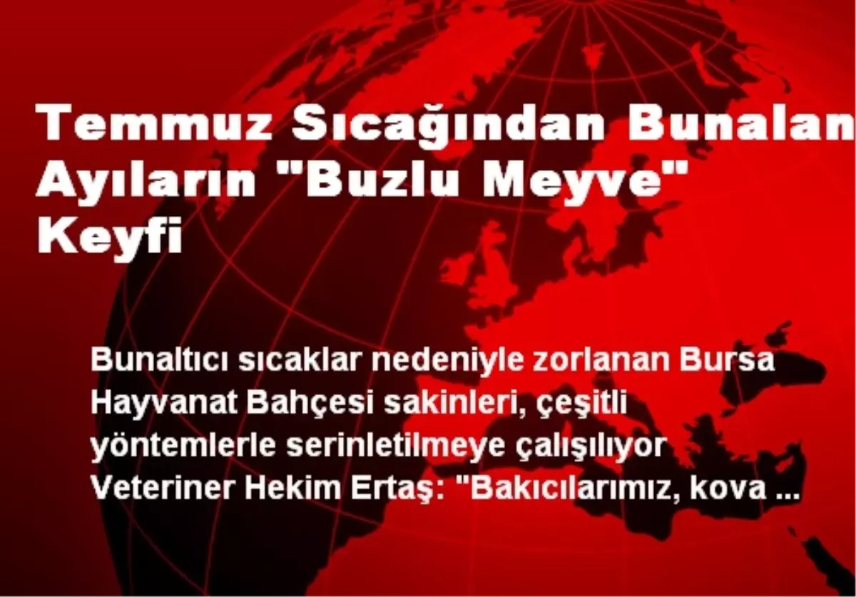 Temmuz Sıcağından Bunalan Ayıların "Buzlu Meyve" Keyfi