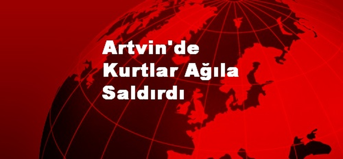 Artvin\'de Kurtlar Ağıla Saldırdı