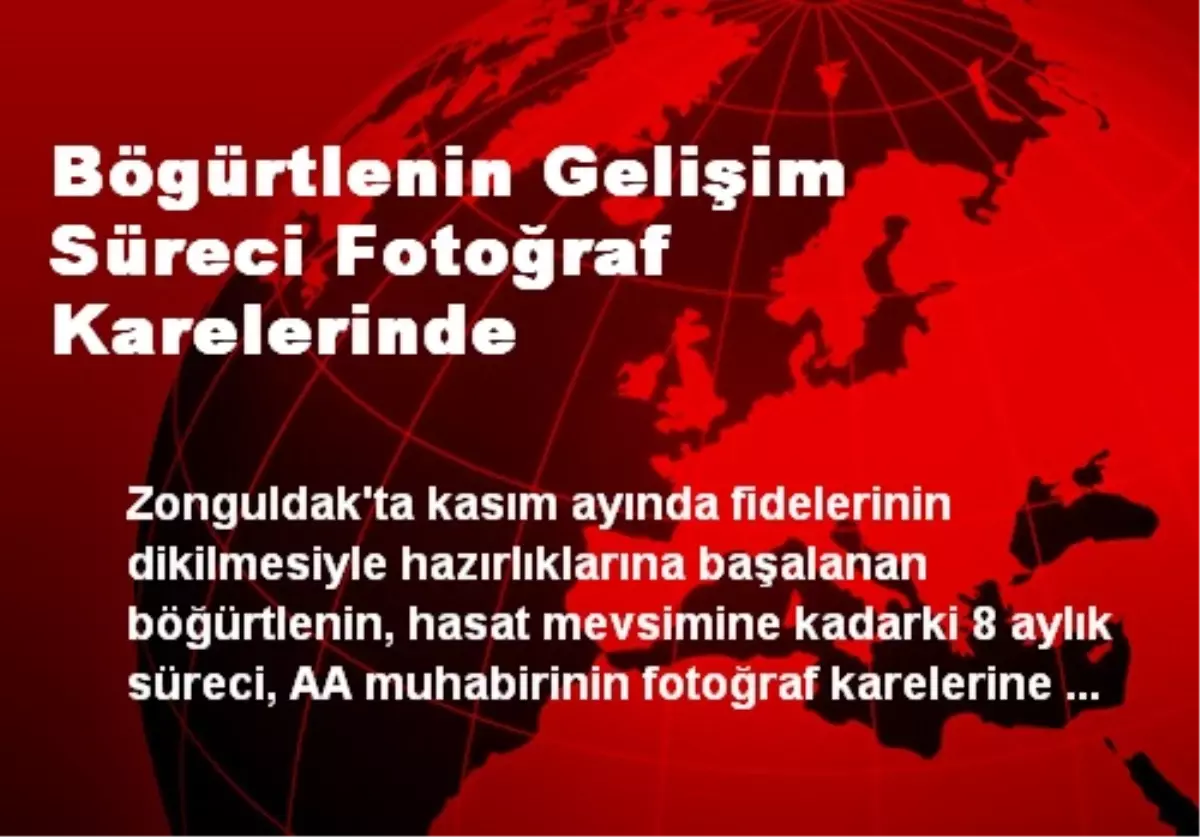 Bögürtlenin Gelişim Süreci Fotoğraf Karelerinde