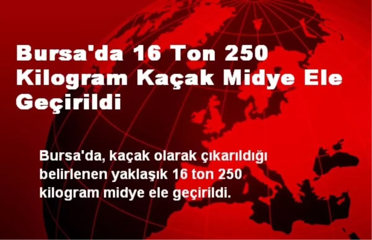 Bursa\'da 16 Ton 250 Kilogram Kaçak Midye Ele Geçirildi