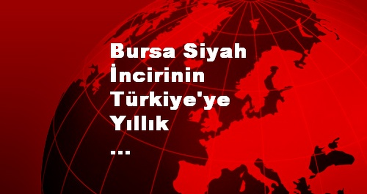 Bursa Siyah İncirinin Türkiye\'ye Yıllık Getirisi 30 Milyon Dolar