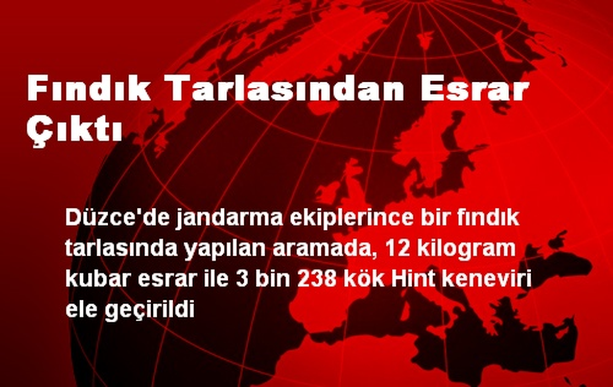 Fındık Tarlasından Esrar Çıktı