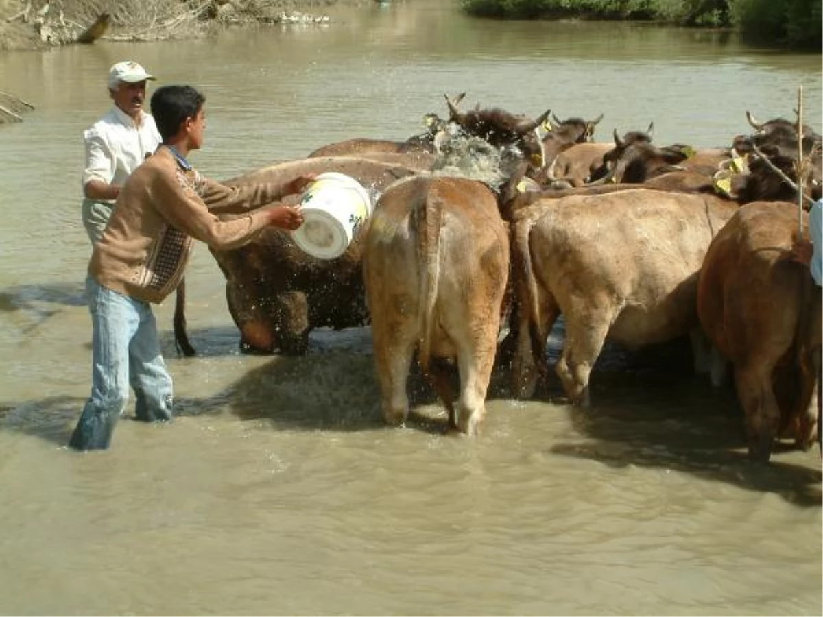 Hayvanlarda Süt Verimini Artırmak İçin Nehir Banyosu