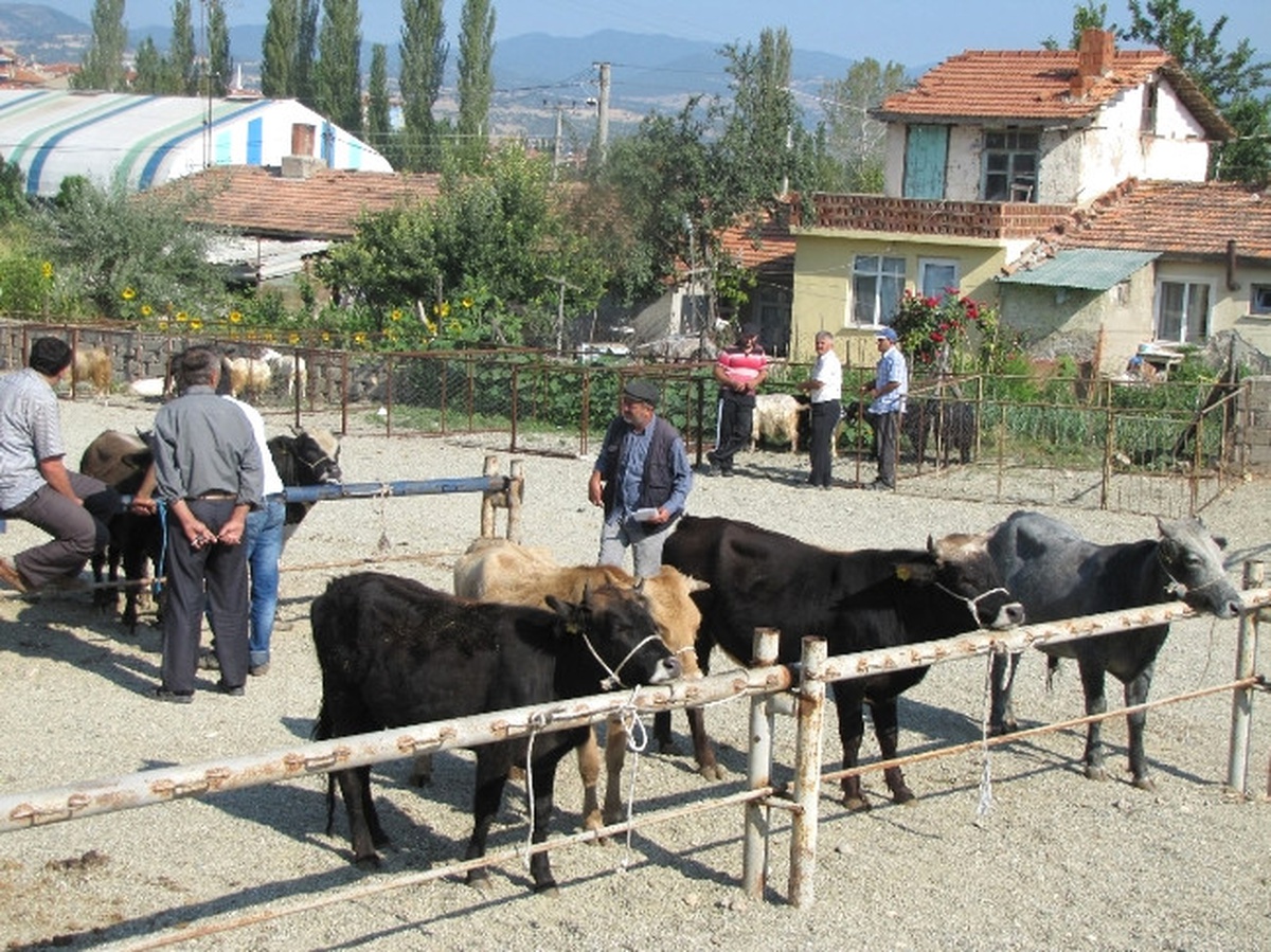 Hisarcık\'ta Yeni Hayvan Pazarı Hizmete Girdi