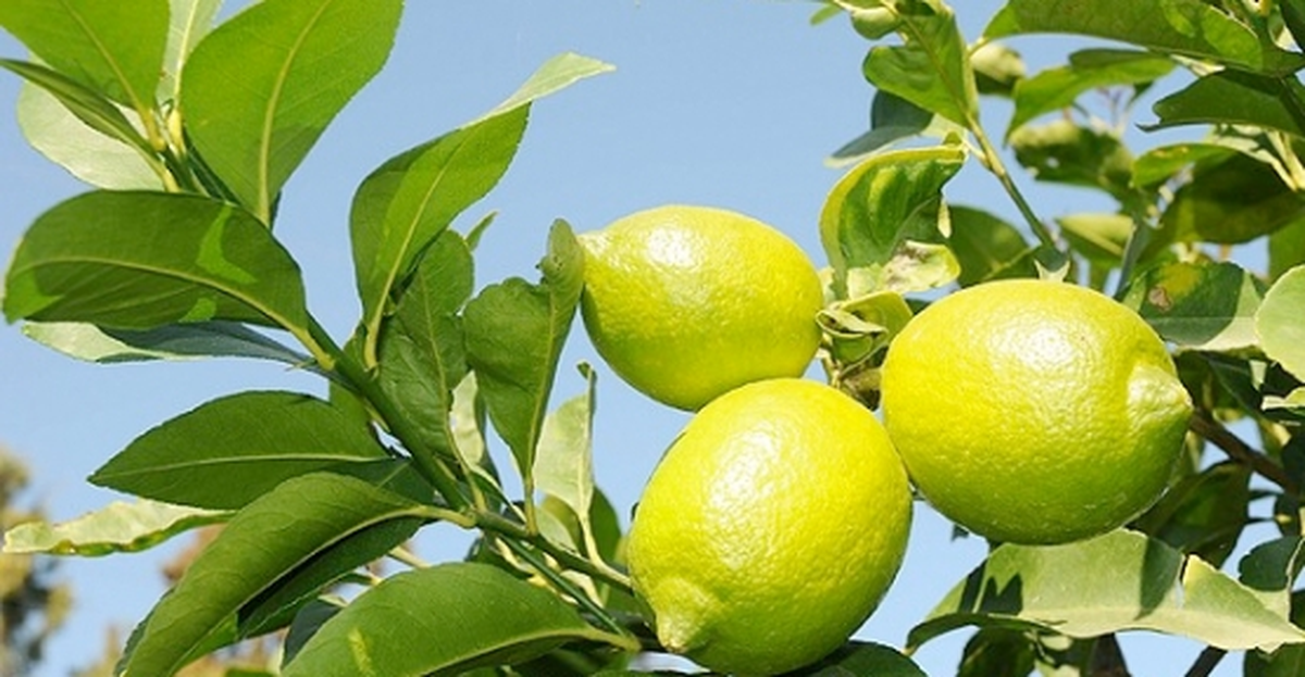 Limon Üreticileri Yeni Sezona Hazırlanıyor
