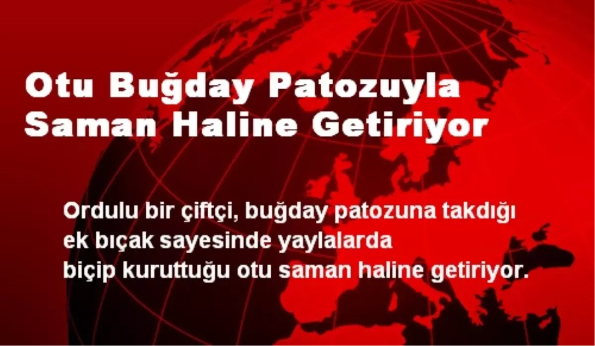 Otu Buğday Patozuyla Saman Haline Getiriyor