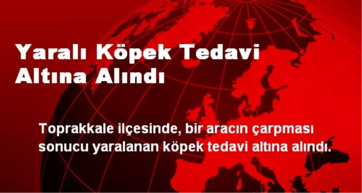 Yaralı Köpek Tedavi Altına Alındı