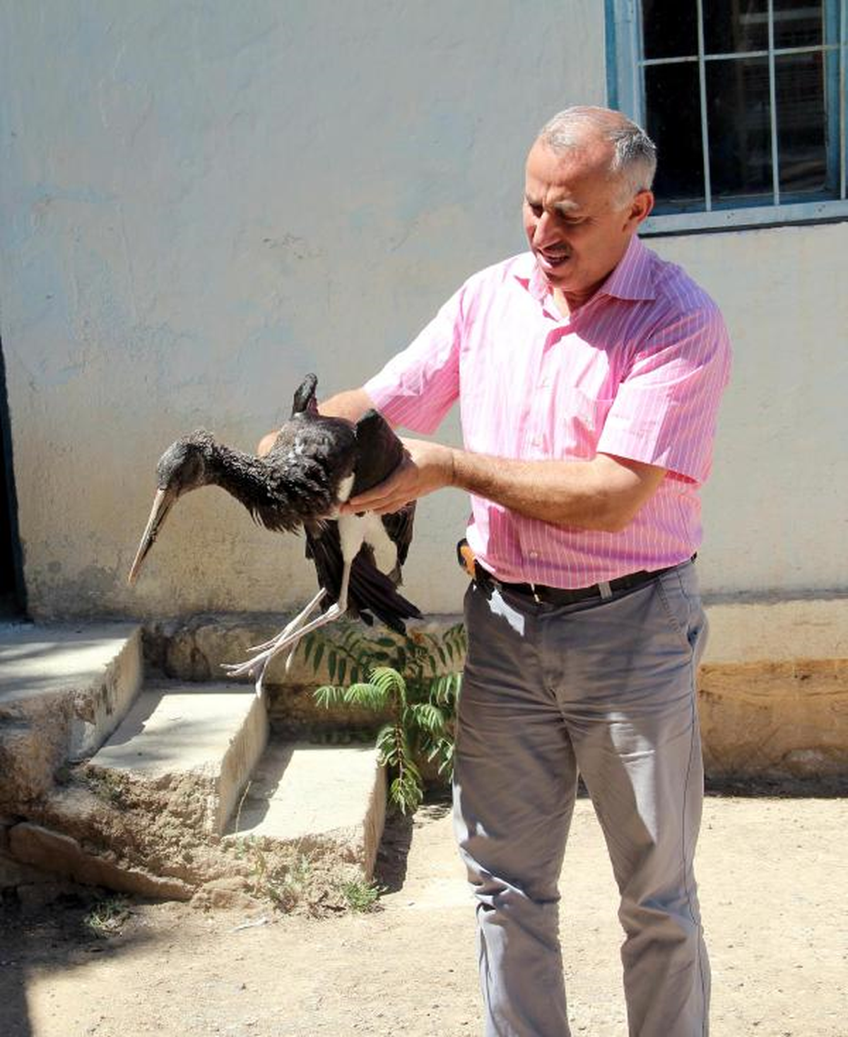 Yaralı Leylekler Tedavi Altında