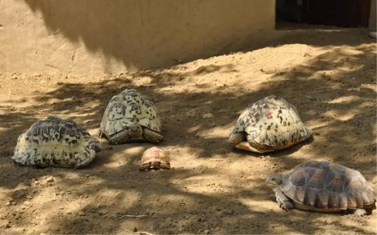 Bursa Zoo Park\'a Afrikalı Konuklar