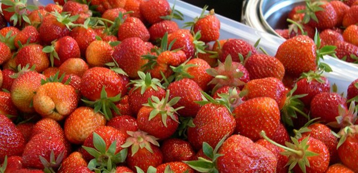 Niğde\'de "Çilek Havzası" Oluşturulacak