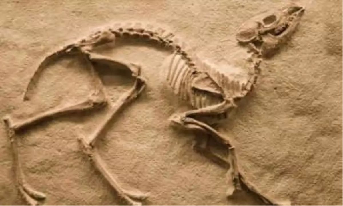 Dinozor Fosili İskeletleri Açık Artırmayla Satılacak