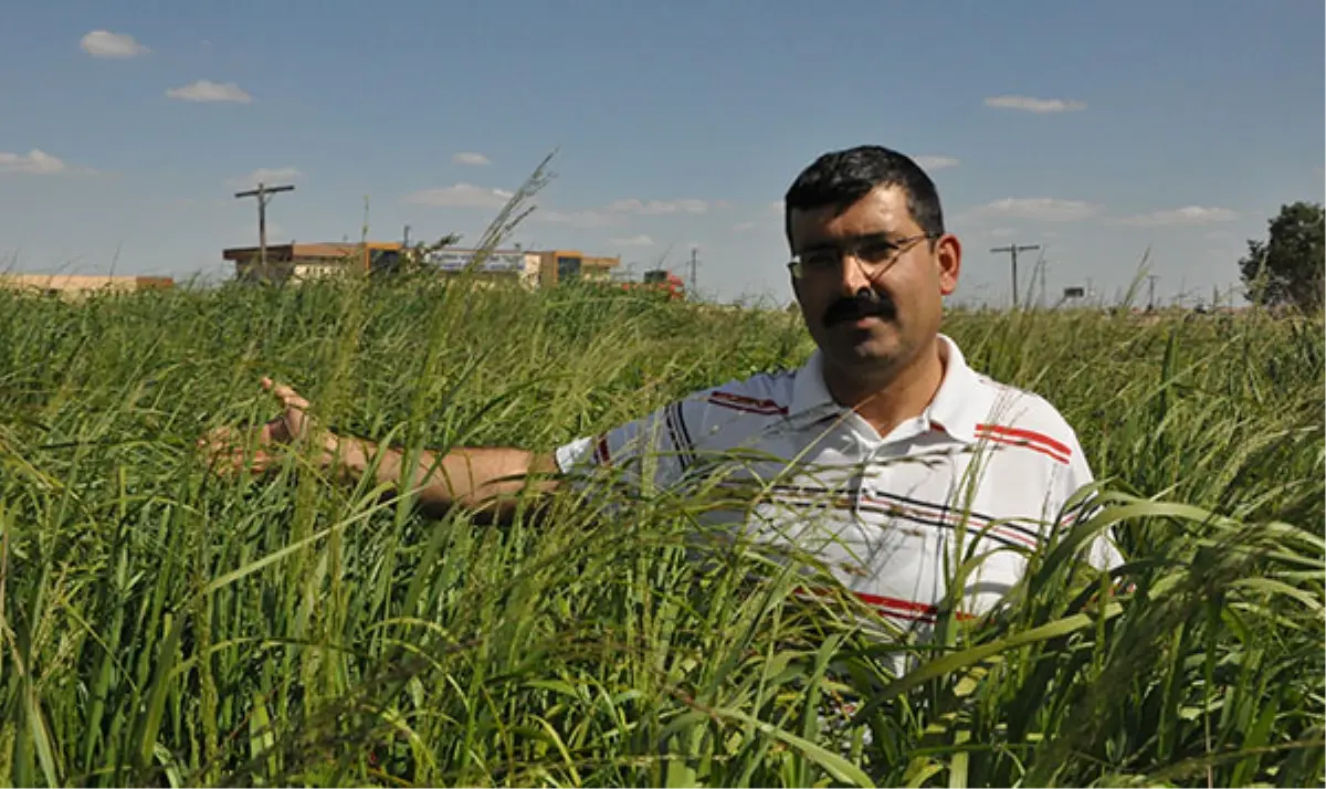 Enerjinin Yeni Bitkisi "Dallı Darı" Keşfedilmeyi Bekliyor