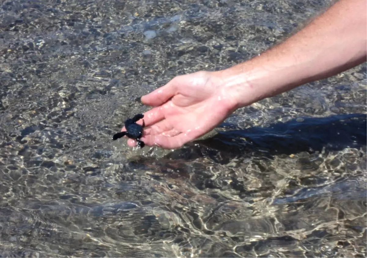 Kimi Başardı Kimi Yolunu Şaşırdı