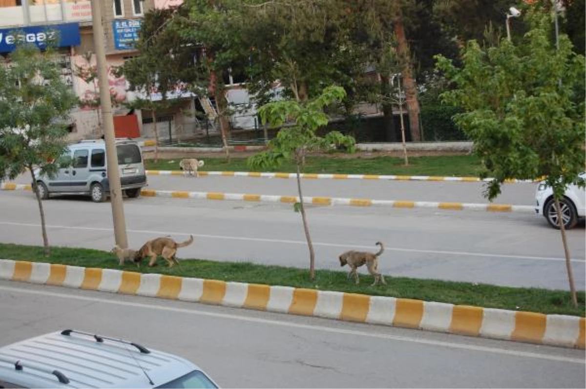 Muş\'ta Başıboş Köpekler Korkutuyor