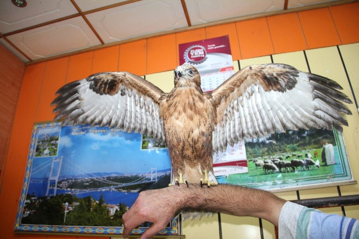Şahin Yavrusuna Kasap Sahip Çıktı