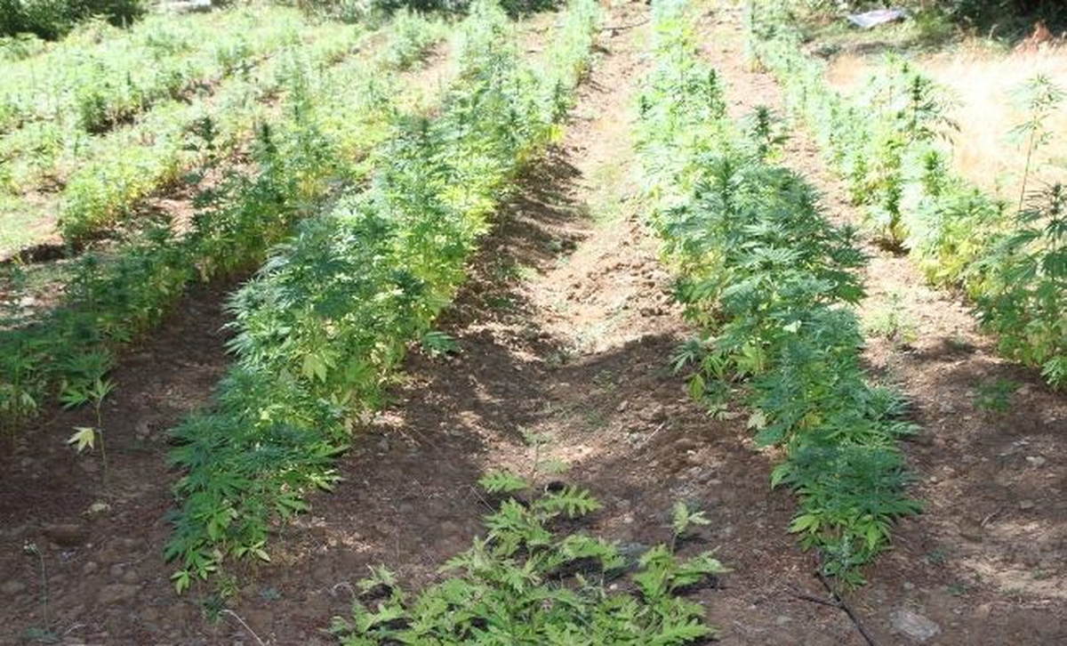 Sakarya\'da Bin 16 Kök Kenevir Bitkisi Ele Geçirildi