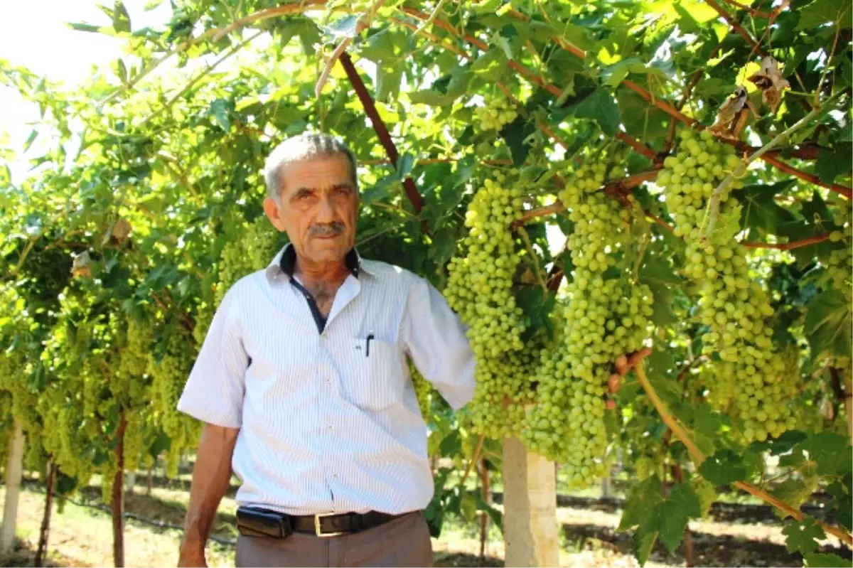 Sarıgöl\'de Üzüm Çeşitlerine Özendirme.