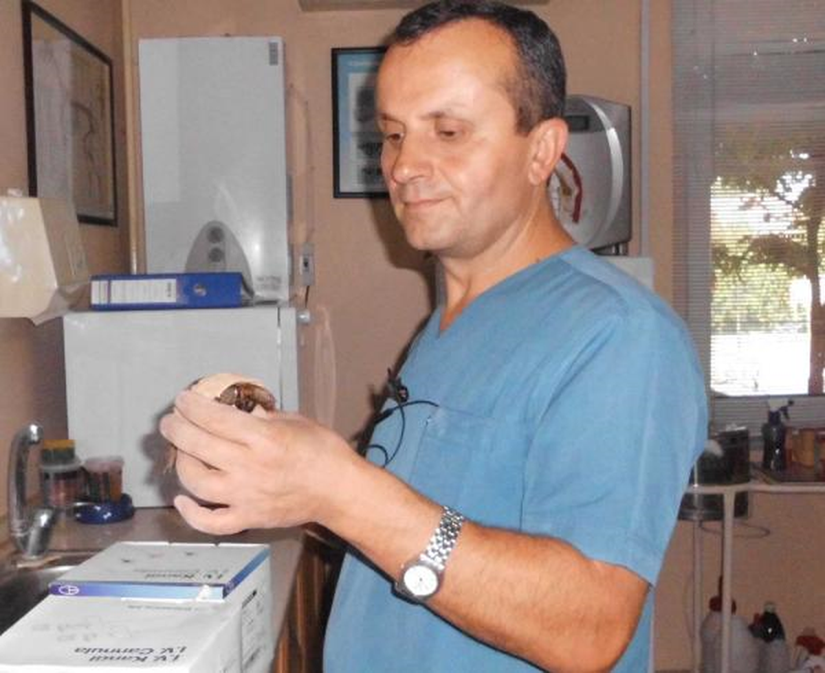 Yaralı Yavru Kaplumbağaya Veteriner Kliniğinde Tedavi