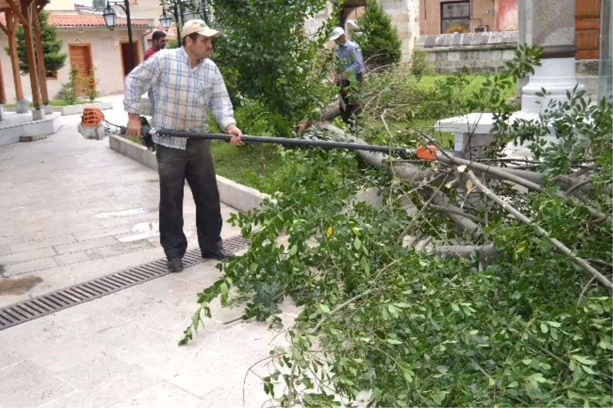 50 Yıllık Defne Devrildi