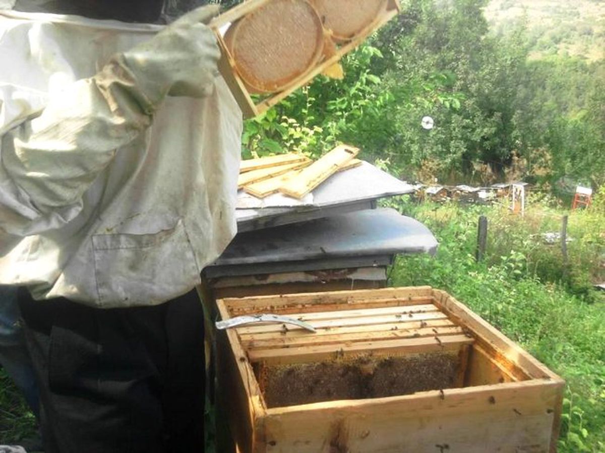 Azdavay\'da Bal Sağımı Başladı