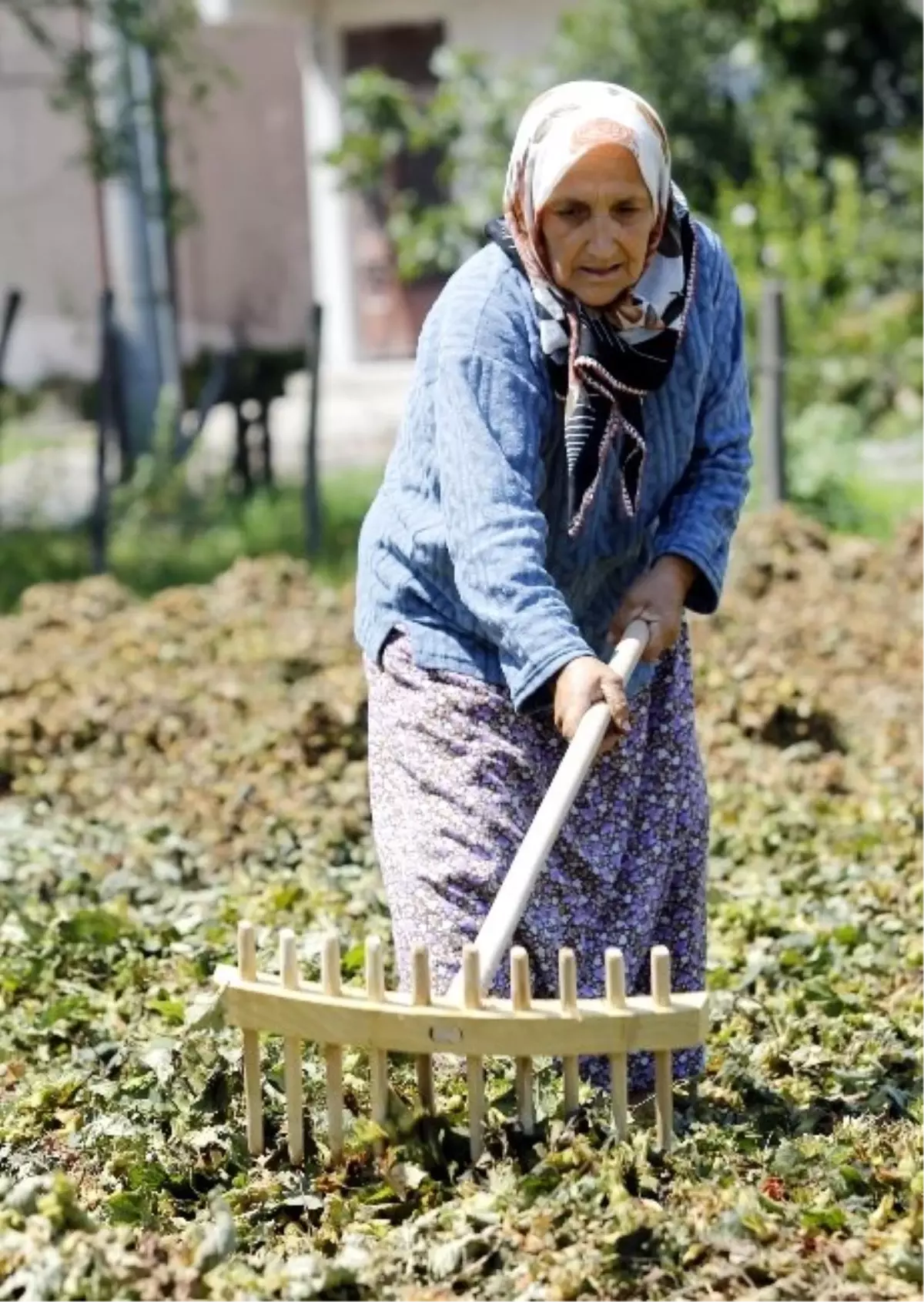 Fındık Üreticisinin Beklentisi 8 TL