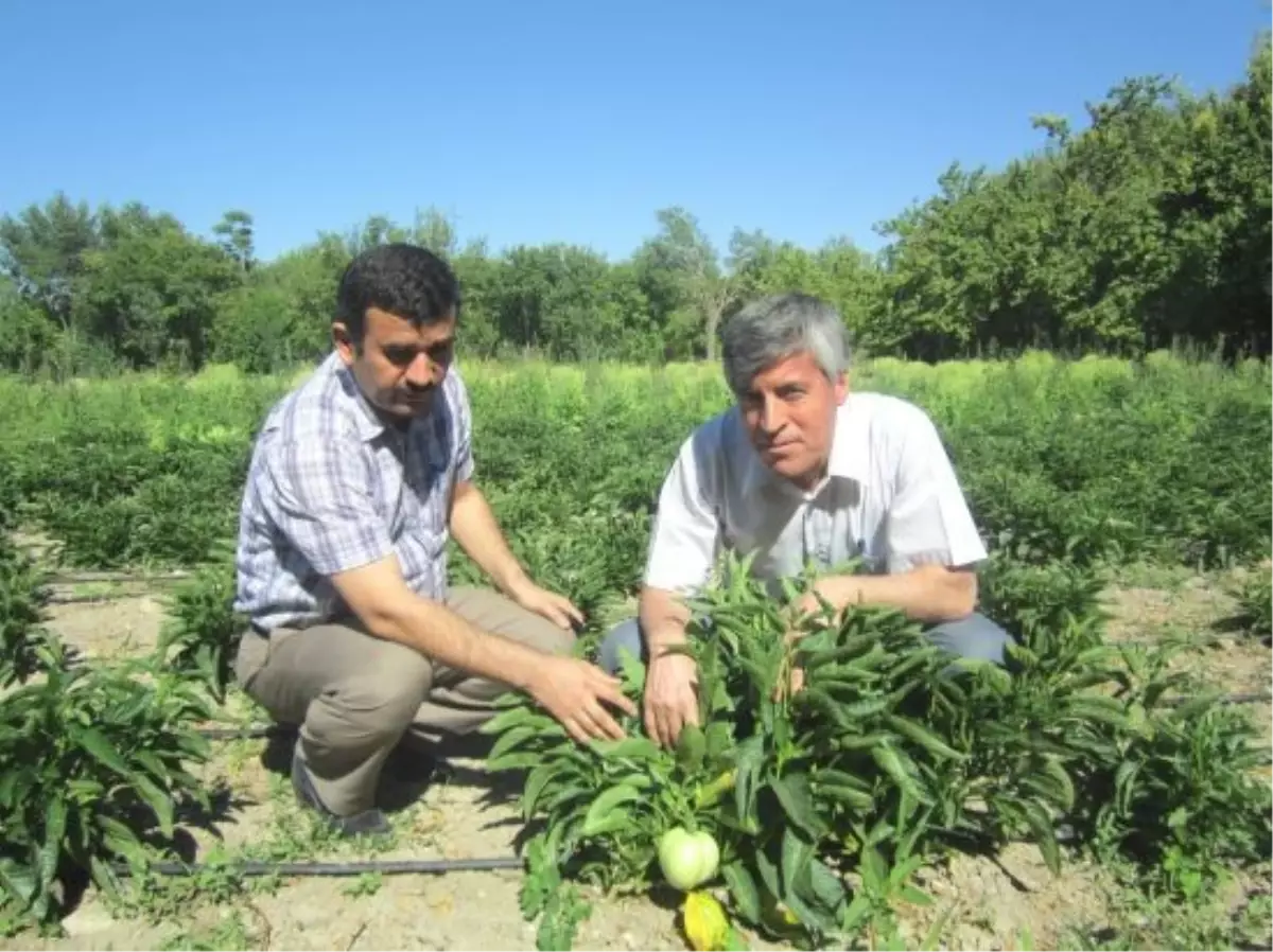 Malatya\'da Pepinodan İyi Verim Alındı