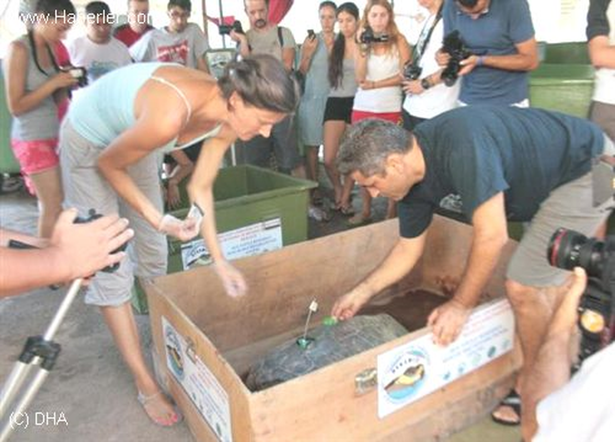 Tedavi Edilen ve Uydu Cihazı Takılan Caretta Carettalar Denize Bırakıldı