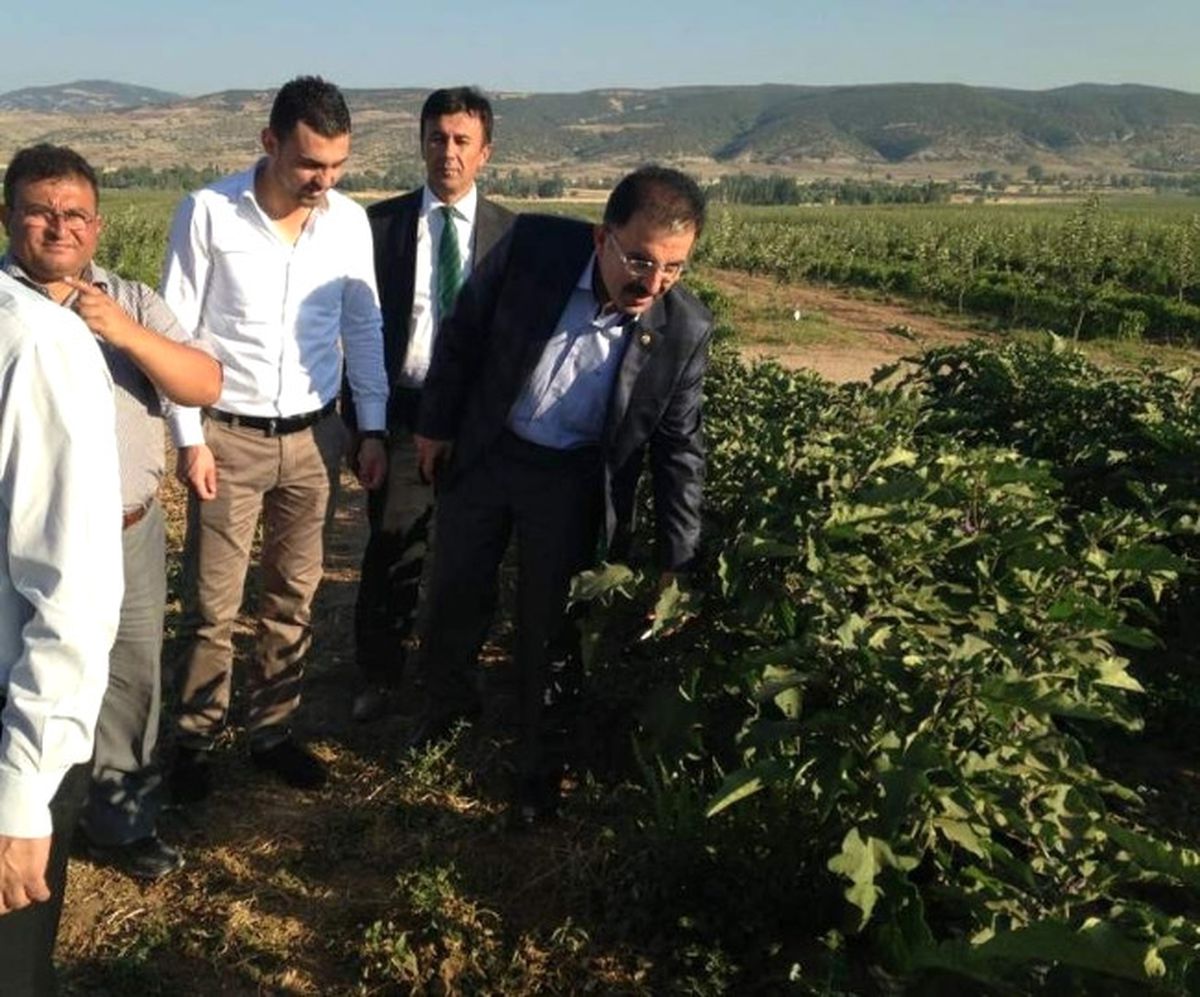 Yozgat Deveci Havzasından Yılda 20 Bin Ton Sebze Üretiliyor