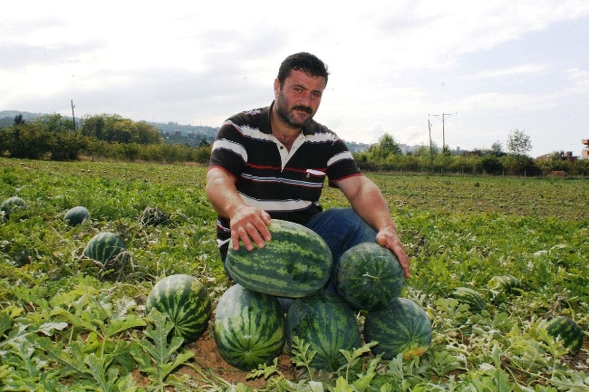 Trabzon\'da Karpuz Üretiminin İkinci Hasadı Başladı