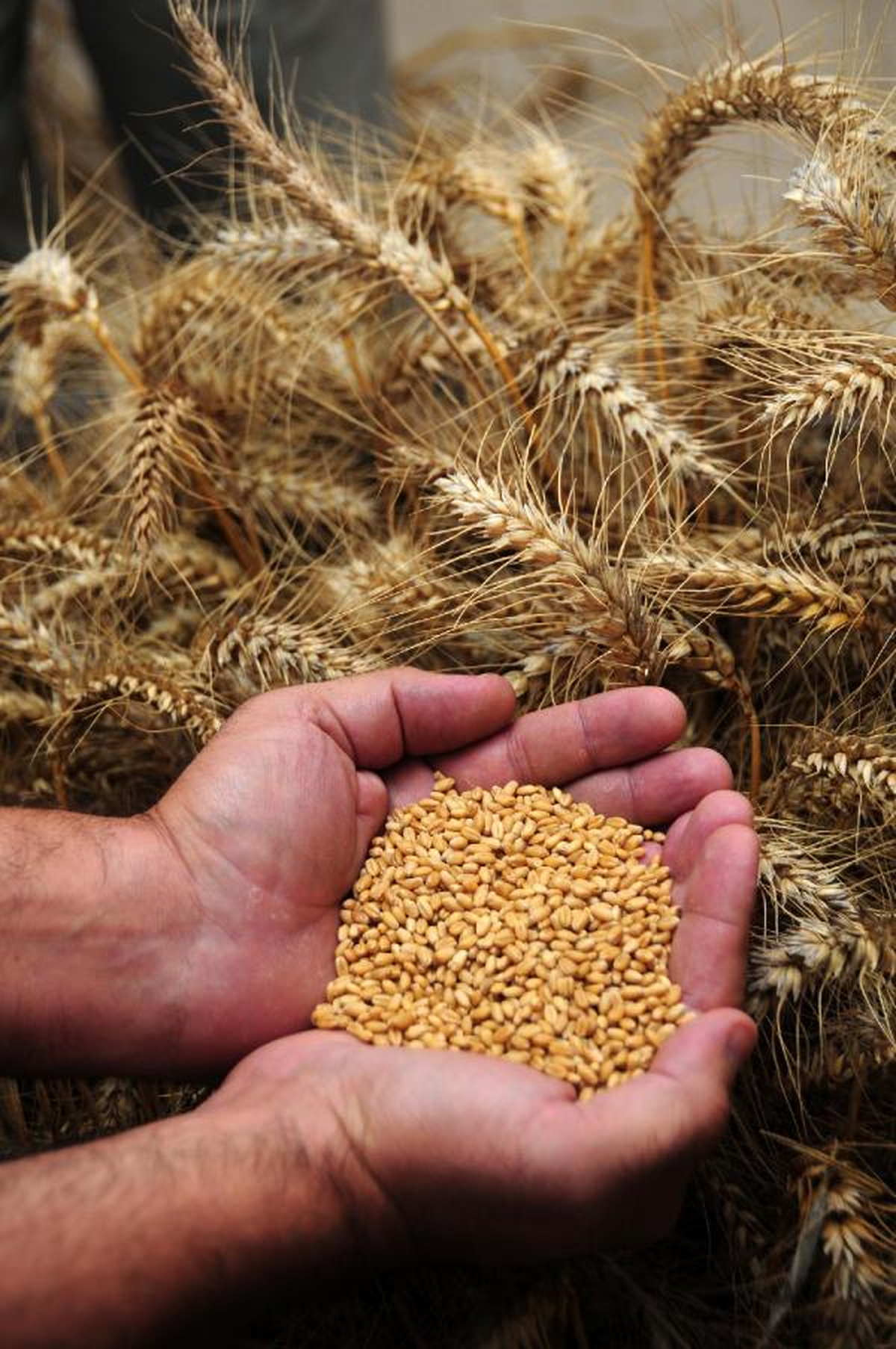 Buğdayda Rekortmen Tohumlar Üretildi