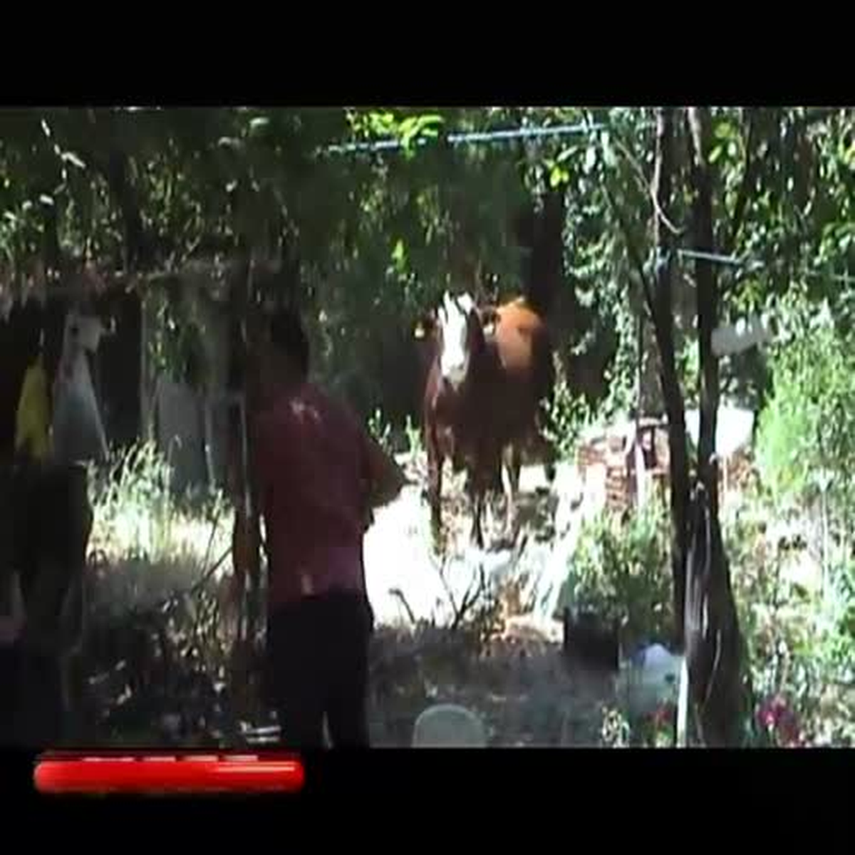 Kızgın Boğa Durdurulamayınca Tüfekle Vuruldu