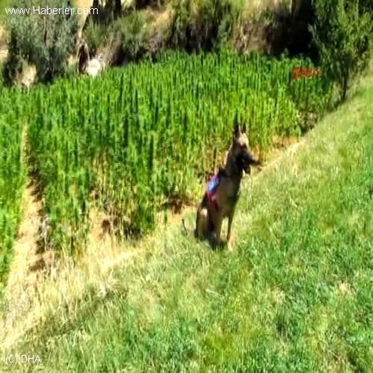 Bingöl\'de 1.5 Ton Esrar, 2.2 Milyon Kök Kenevir Ele Geçti