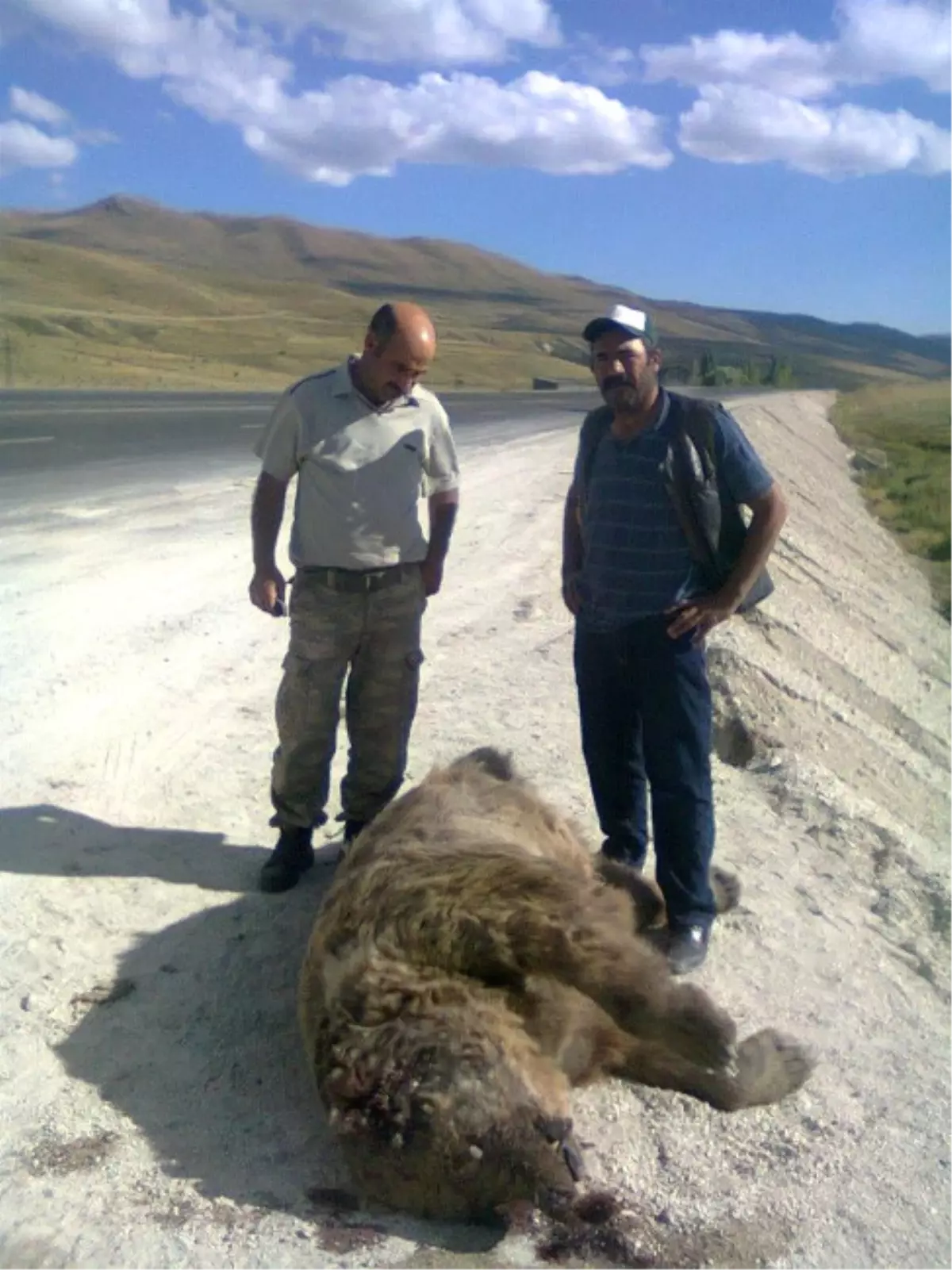 Erzurum\'da Tır\'ın Çarptığı Ayı, Telef Oldu