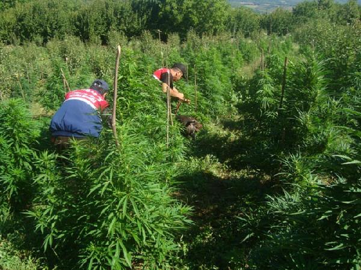 Hazine Arazisinde 15 Bin 989 Kök Hintkeneviri Ele Geçirildi