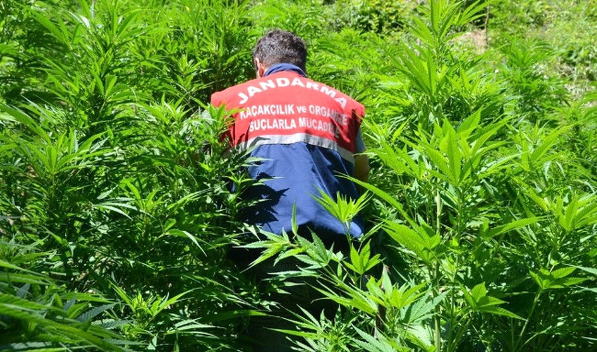 Hazine Arazisine Ekilmiş 16 Bin Kök Kenevir Ele Geçirildi