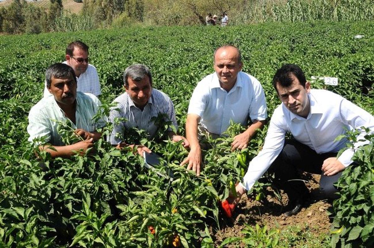 Islah Edilen Karaisalı Biberinin Verimi 2 Kat Arttı