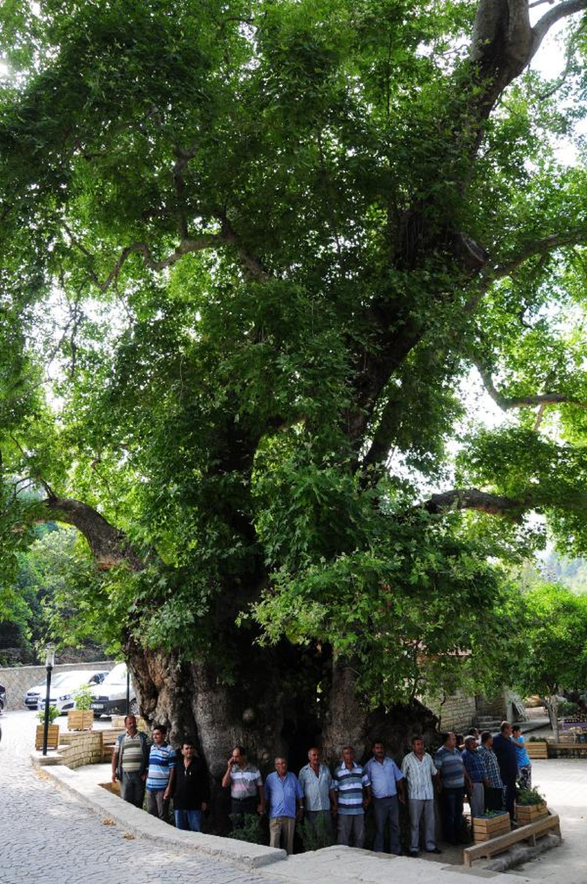 \'Musa Ağacı\'nın Dalı Kırıldı, 7 Kişi Yaralandı