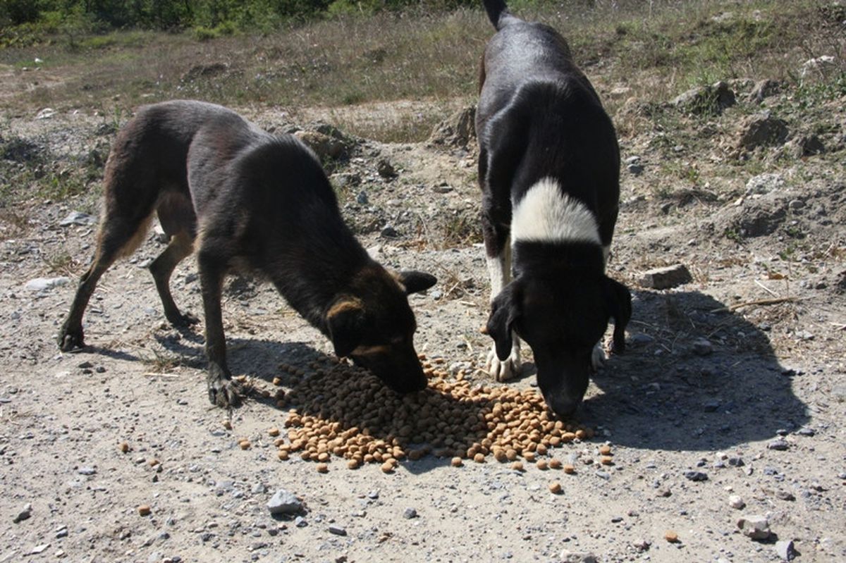 Sokak Köpeklerine Yiyecek Yardımı