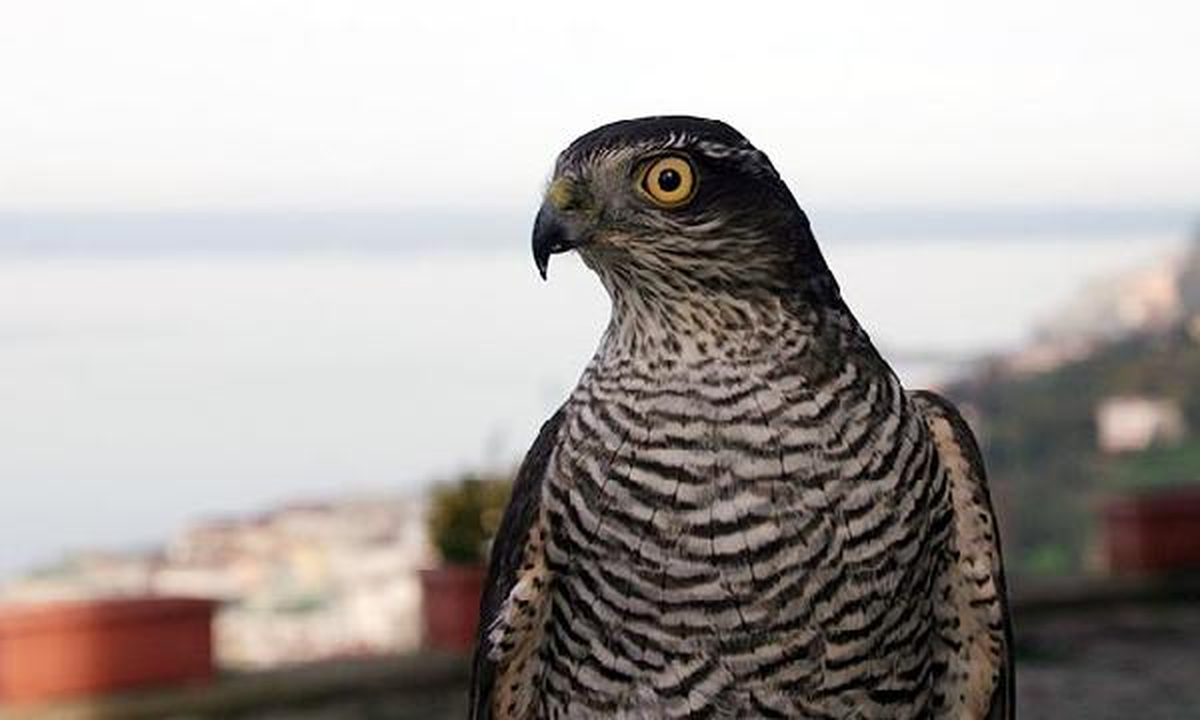 Karadeniz\'de Endemik Türleri Kaçıran 18 Kişiye Ceza