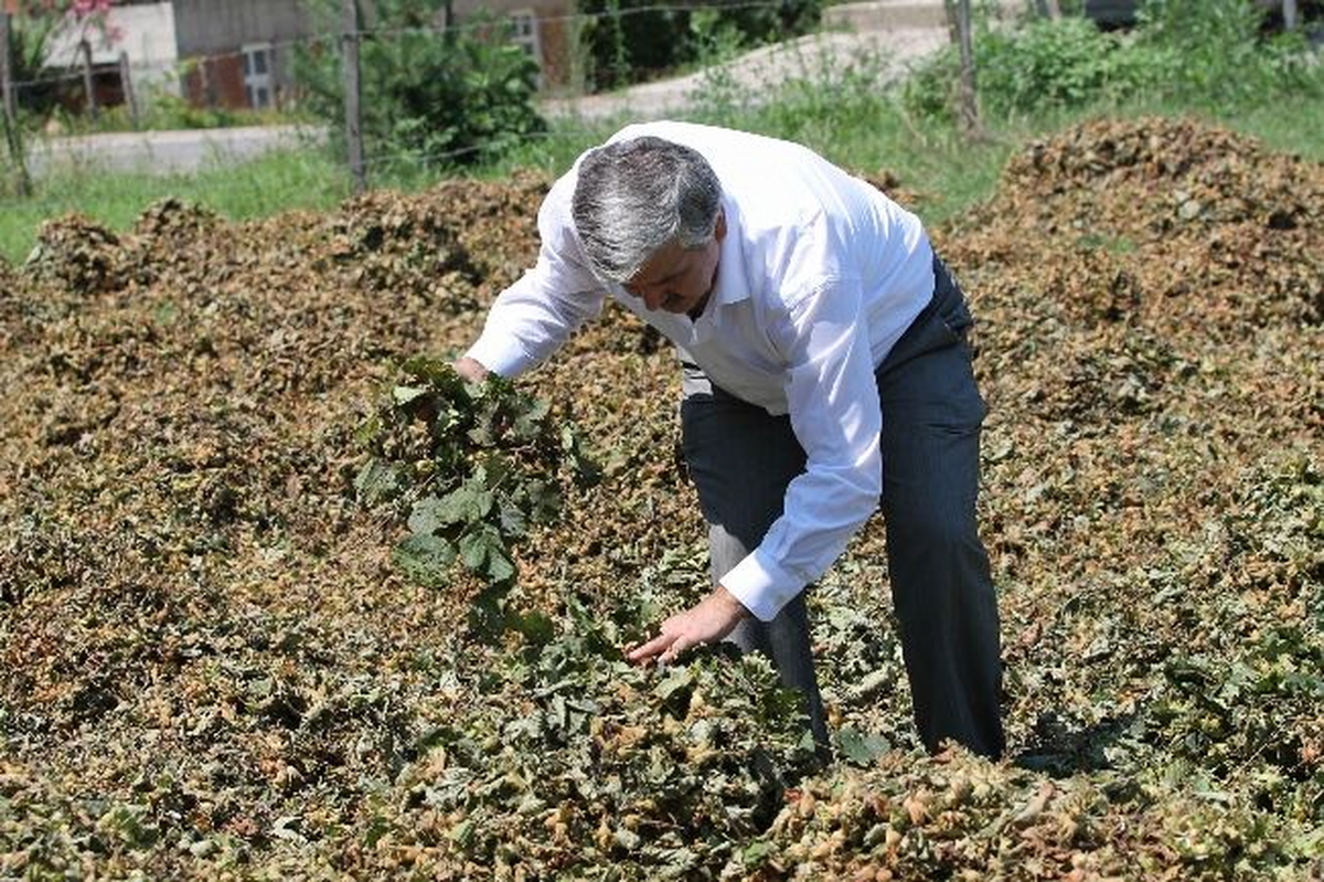 Giresun\'da Fındık Fiyatı 5,5 Liradan Sezonu Açtı