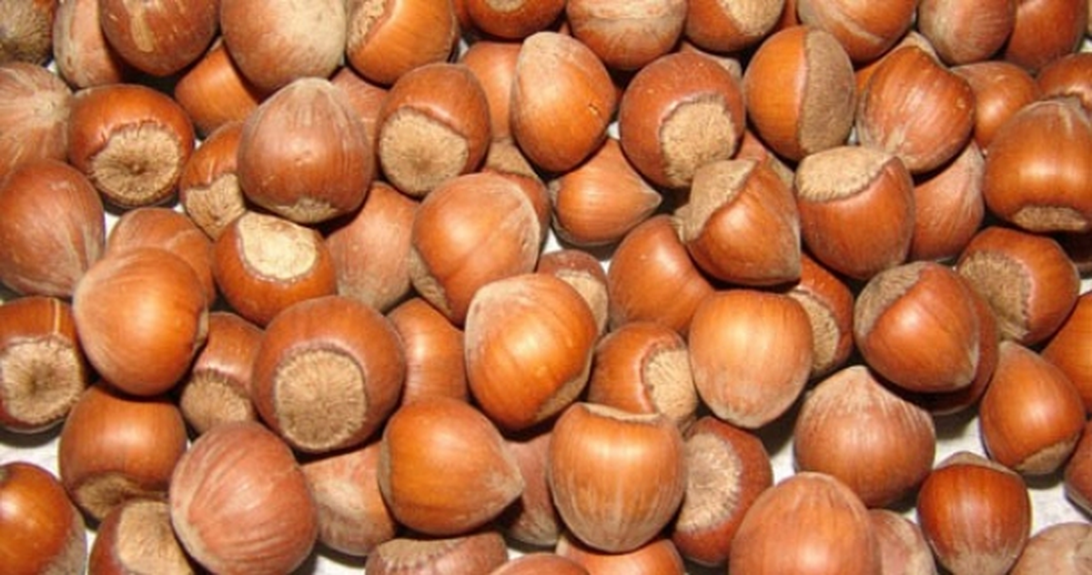 Giresun\'da Fındık Hasadı