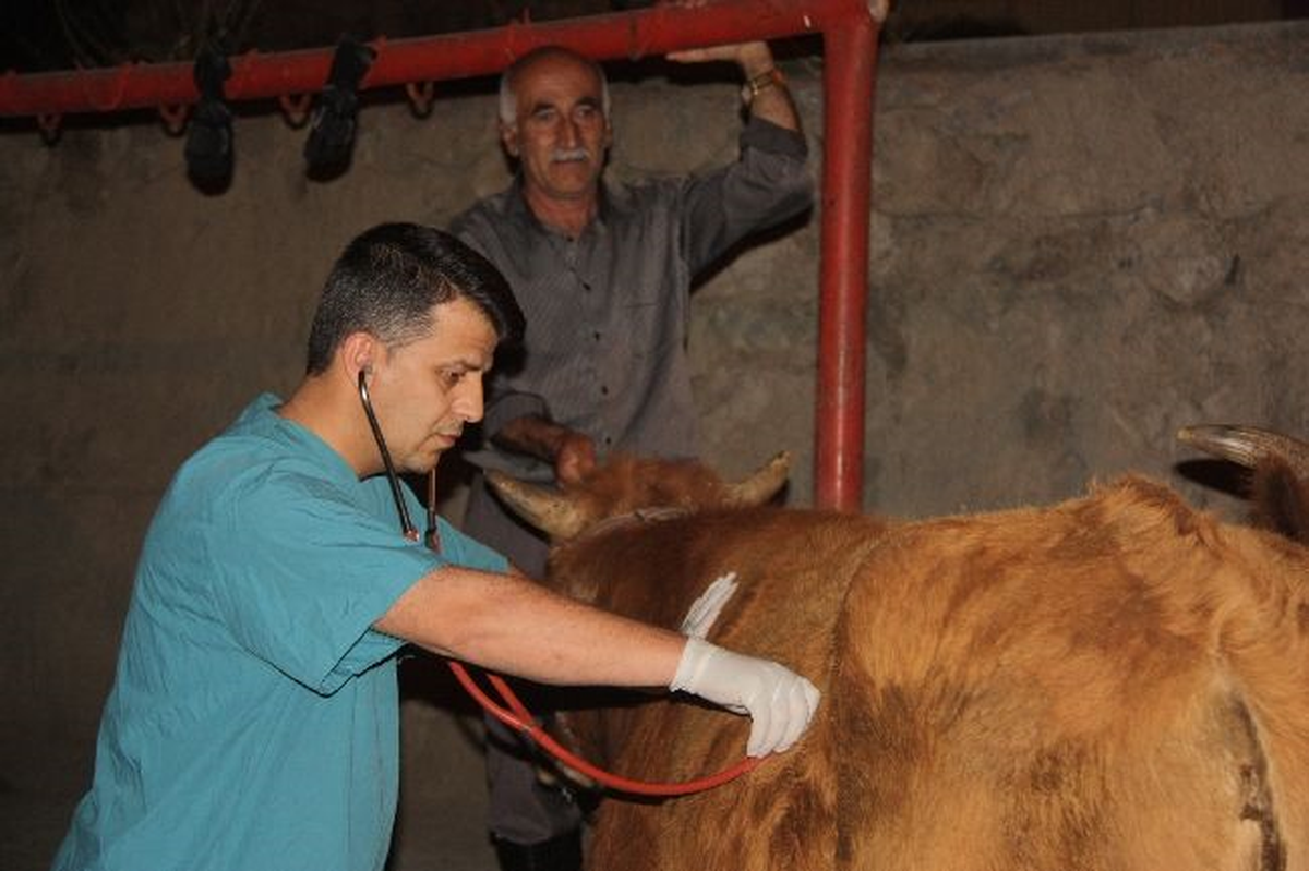 Hakkari\'de Hayvan Kesim Denetimi