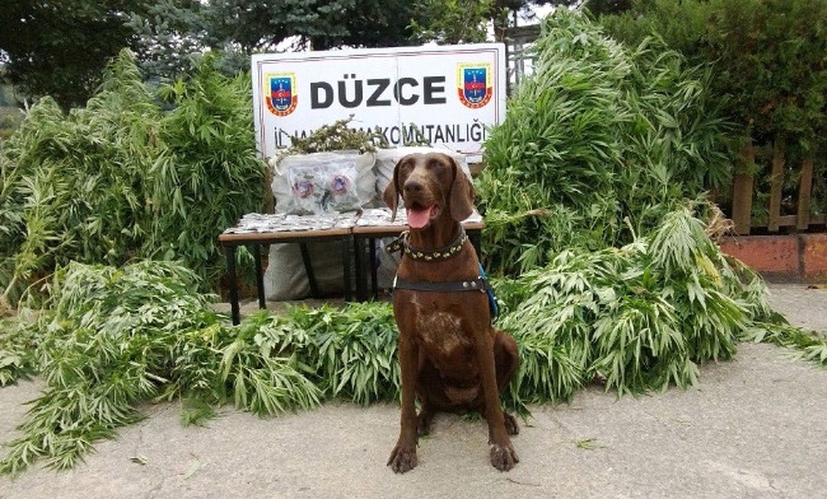 Düzce\'de Uyuşturucu Operasyonu Yapıldı