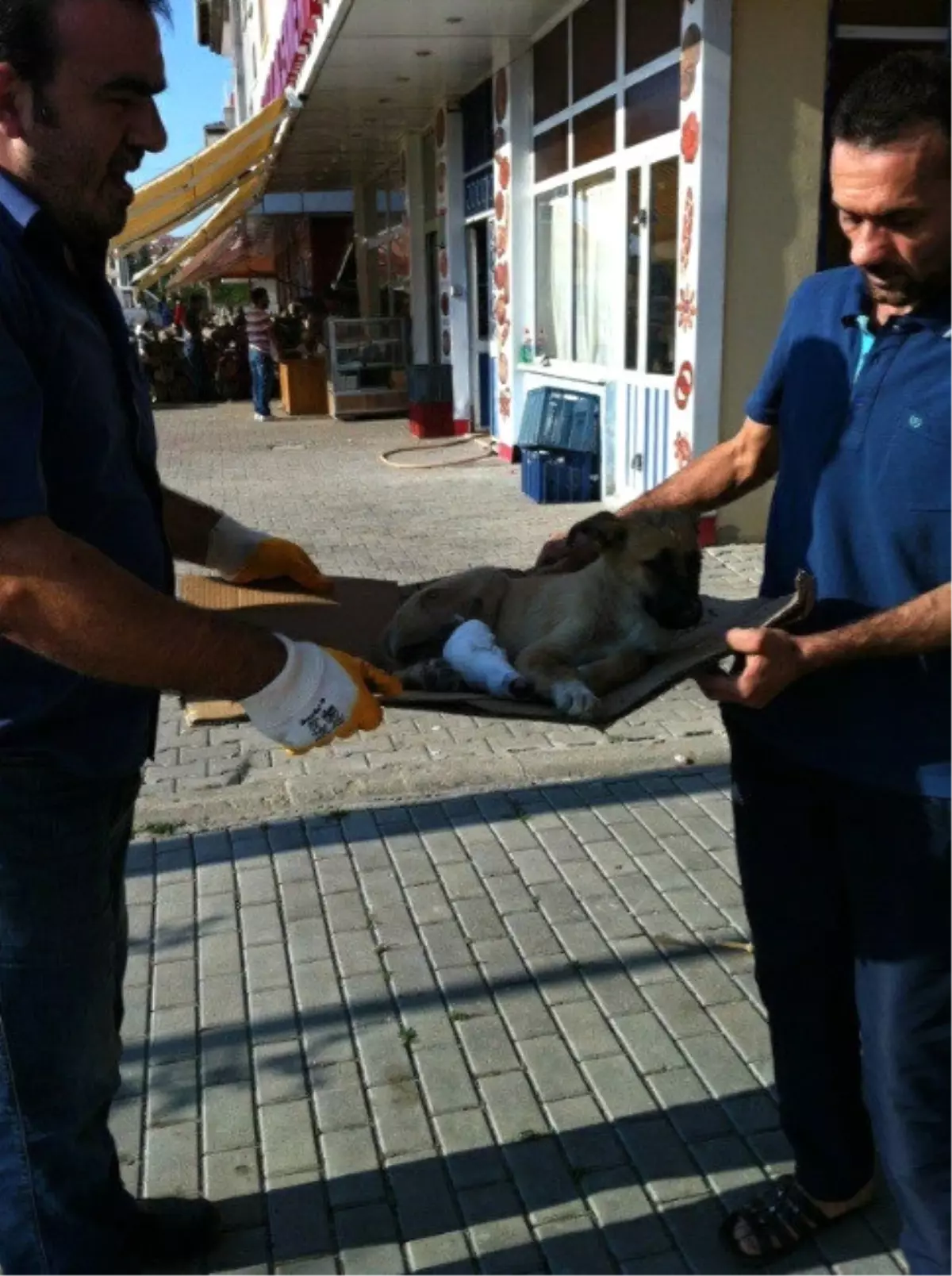 Kazada Yaralanan Köpek İçin Seferberlik