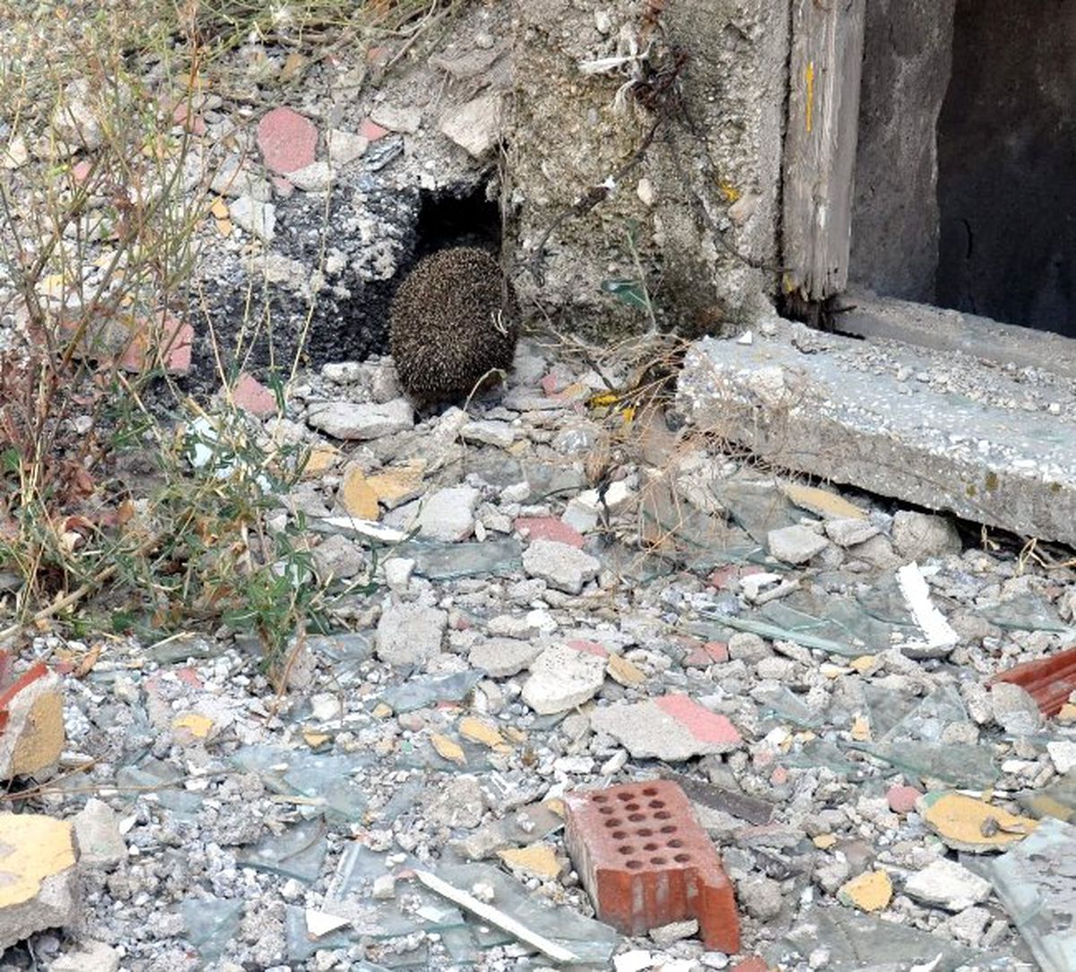 Kirpi Ot Yangınından Canını Son Anda Kurtardı
